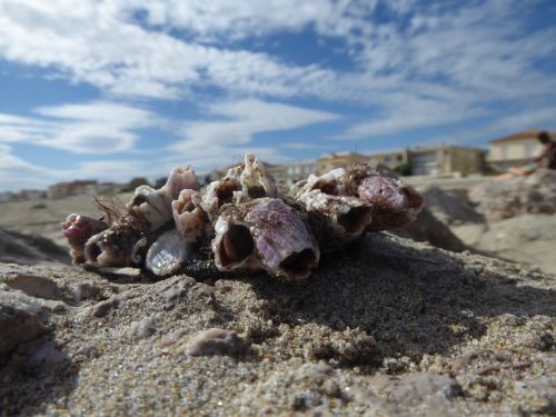 Notre sélection des plages exceptionelles autour de Montpellier