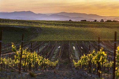Gastronomie locale : accords vins d'Uzès et menus pour résidences secondaires provençales.